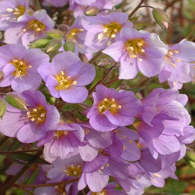 Jacob's Ladder #pinkperennials #perennialflower #decorhomeideas