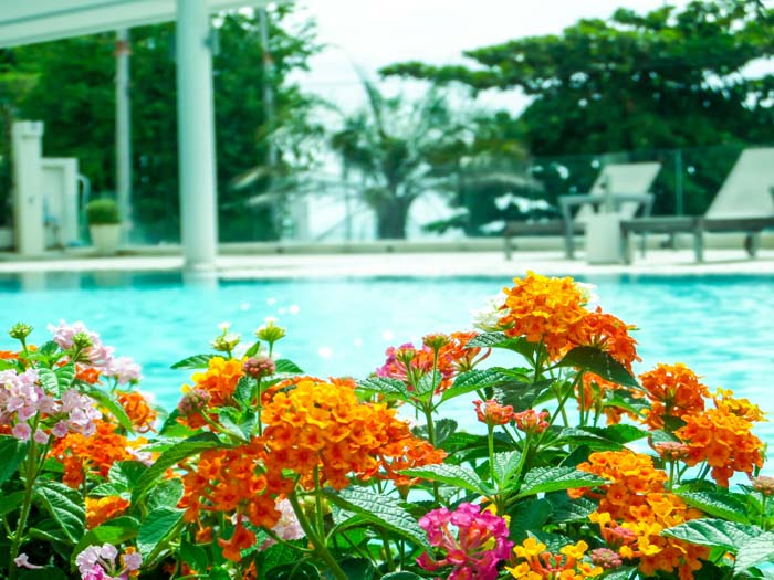 Lantana #mosquitorepellingplants #decorhomeideas