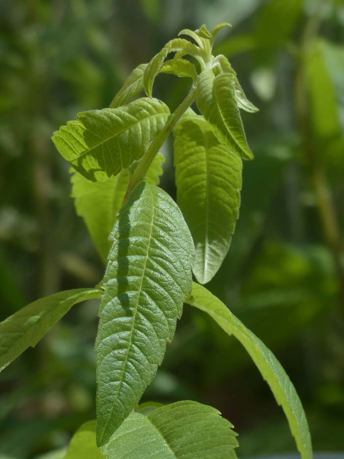 Lemon Verbena #mosquitorepellingplants #decorhomeideas