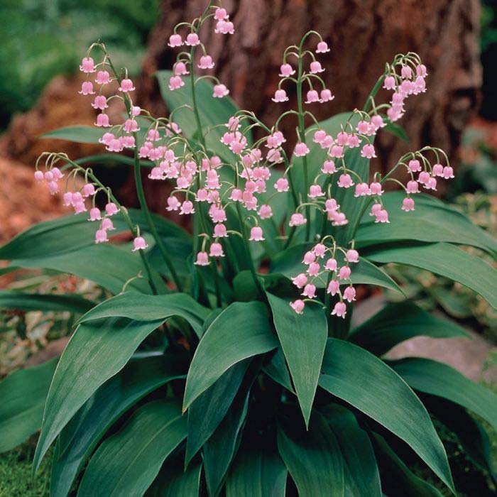 Lily-of-the-Valley #pinkperennials #perennialflower #decorhomeideas