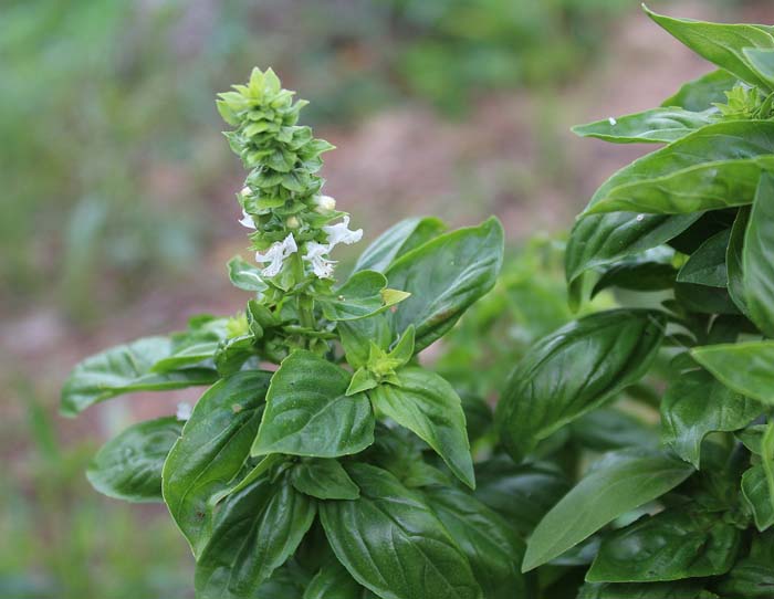 Lime Basil #mosquitorepellingplants #decorhomeideas