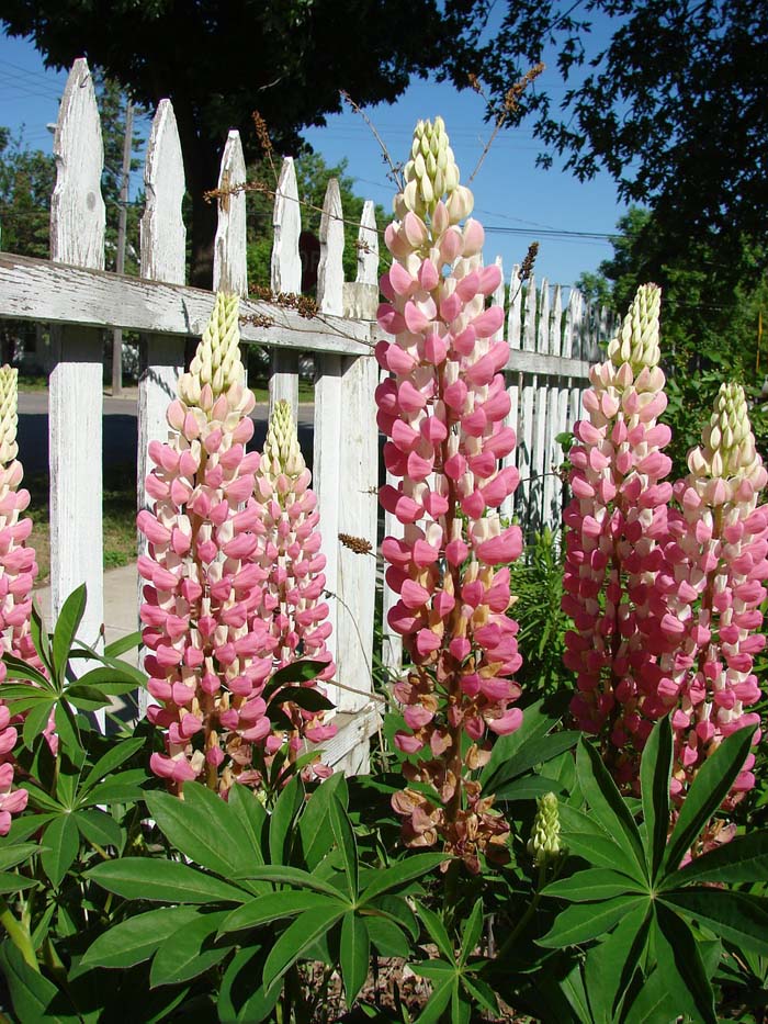 Lupine #pinkperennials #perennialflower #decorhomeideas