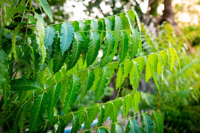 Neem Tree #mosquitorepellingplants #decorhomeideas