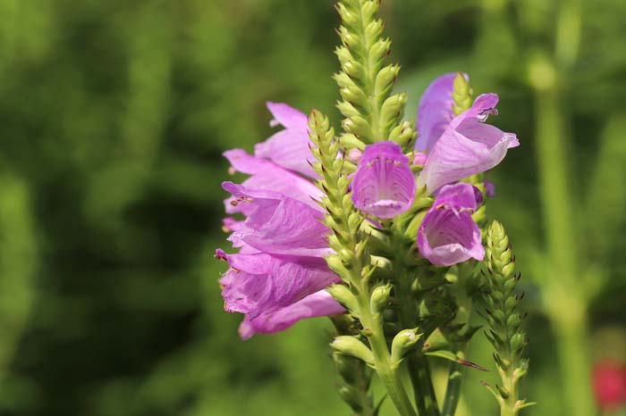 Obedient Plant #pinkperennials #perennialflower #decorhomeideas