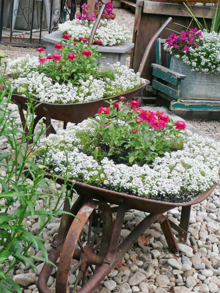 Old Wheelbarrows with Two Tone Flowers #repurposedplanter #repurposedcontainer #decorhomeideas