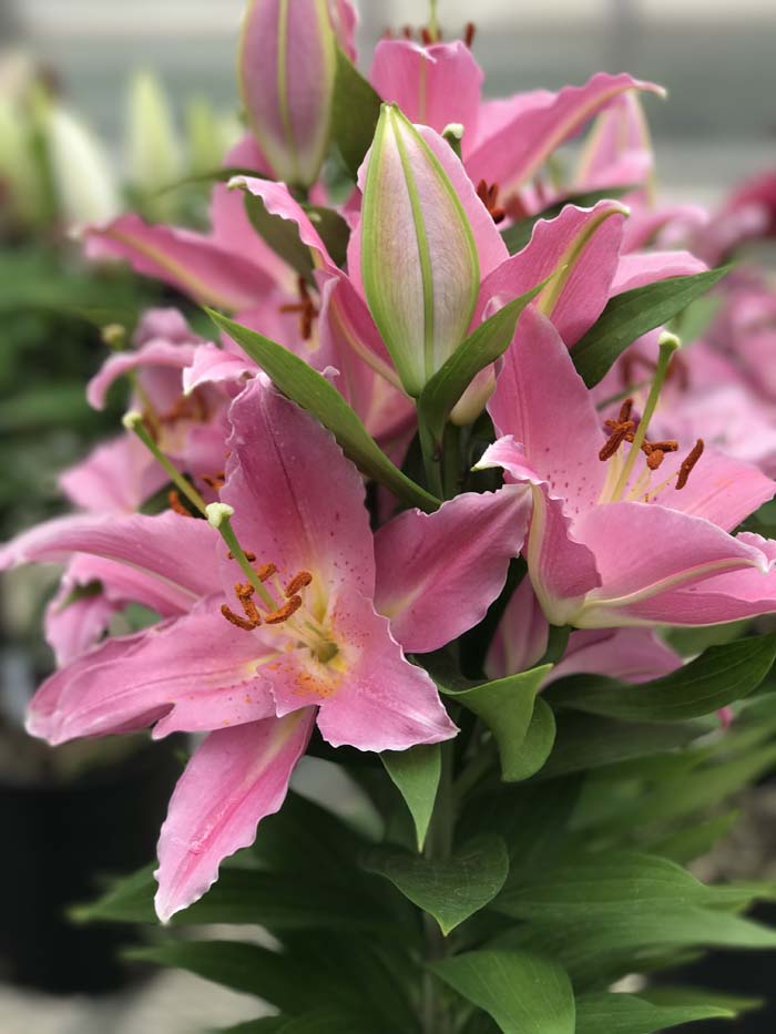Oriental Lilies #pinkperennials #perennialflower #decorhomeideas