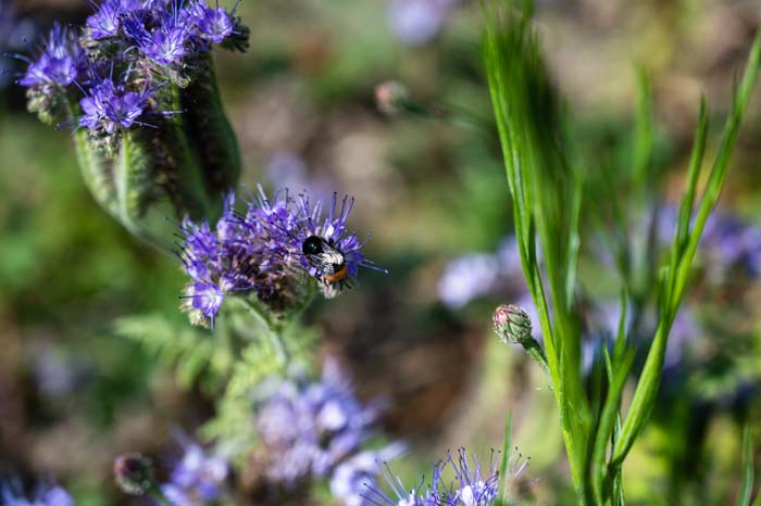 Pennyroyal #mosquitorepellingplants #decorhomeideas