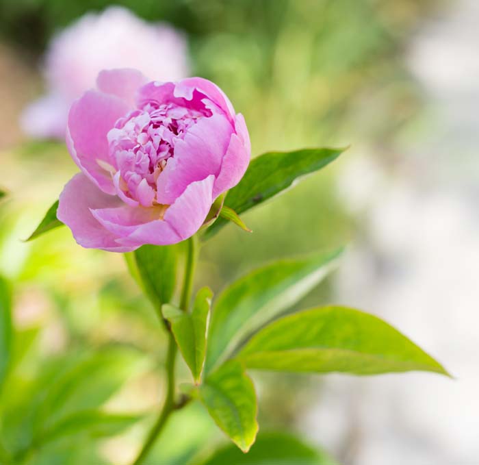 Peonies #pinkperennials #perennialflower #decorhomeideas