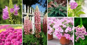 Pink Perennial Flowers