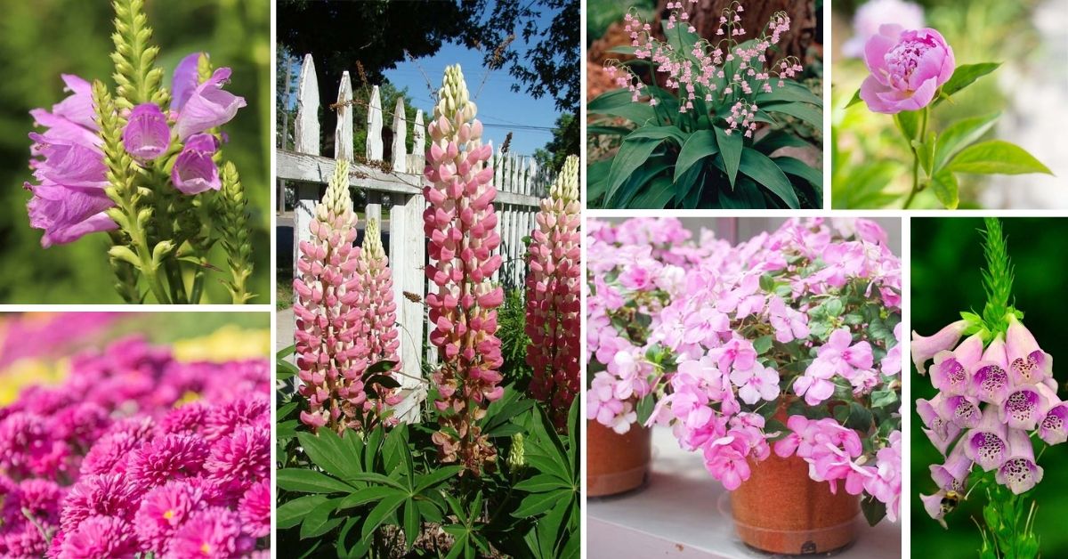 Pink Perennial Flowers