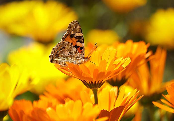 Pot Marigold #mosquitorepellingplants #decorhomeideas