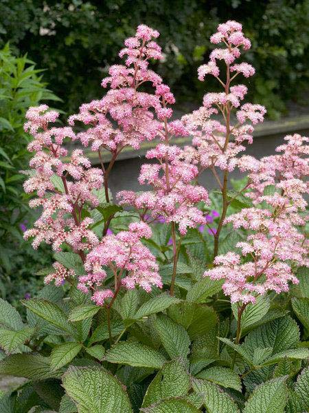 Rodgersia #pinkperennials #perennialflower #decorhomeideas