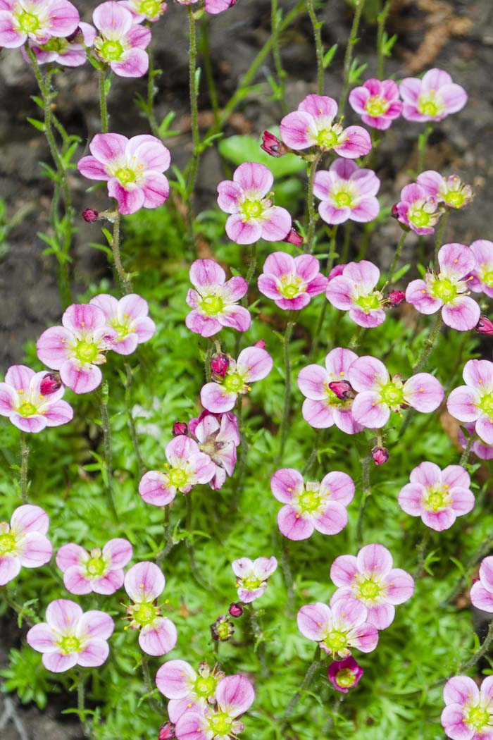 Saxifrage #pinkperennials #perennialflower #decorhomeideas