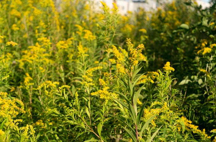 Stone Root #mosquitorepellingplants #decorhomeideas