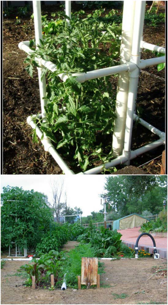 Super Easy PVC Pipe Tomato Cage #plantsupport #tomatocage #decorhomeideas