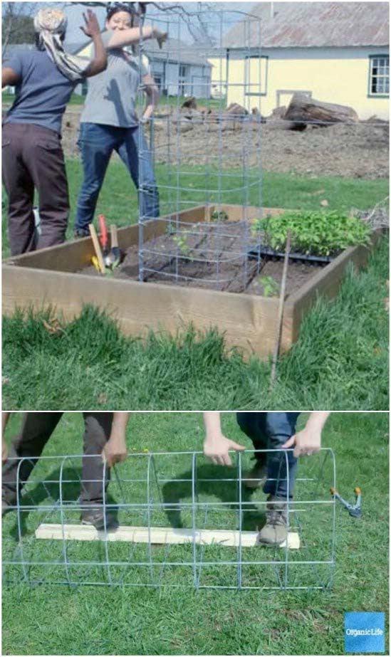 Super Sturdy DIY Tomato Cage #plantsupport #tomatocage #decorhomeideas