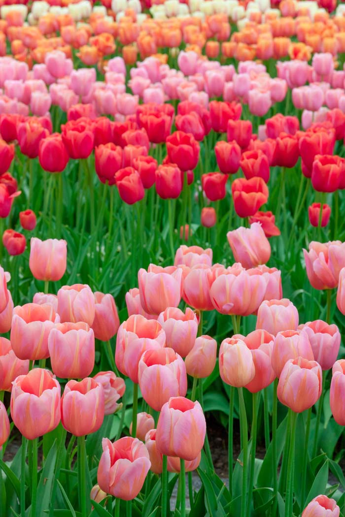 Tulips #pinkperennials #perennialflower #decorhomeideas