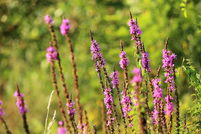 Veronica Spicata 