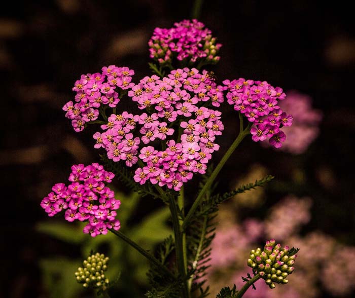 Yarrow #pinkperennials #perennialflower #decorhomeideas