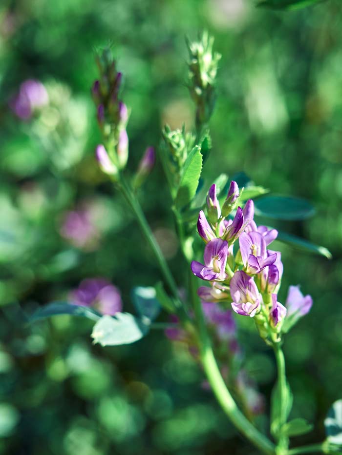 Alfalfa #perennialherbs #decorhomeideas