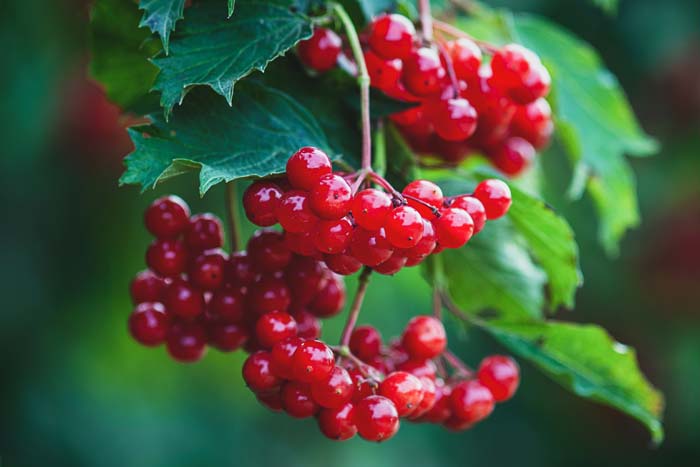 American Cranberrybush #floweringshrubsforfullsun #decorhomeideas