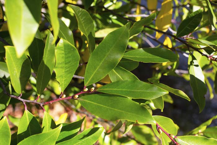 Bay Laurel #perennialherbs #decorhomeideas