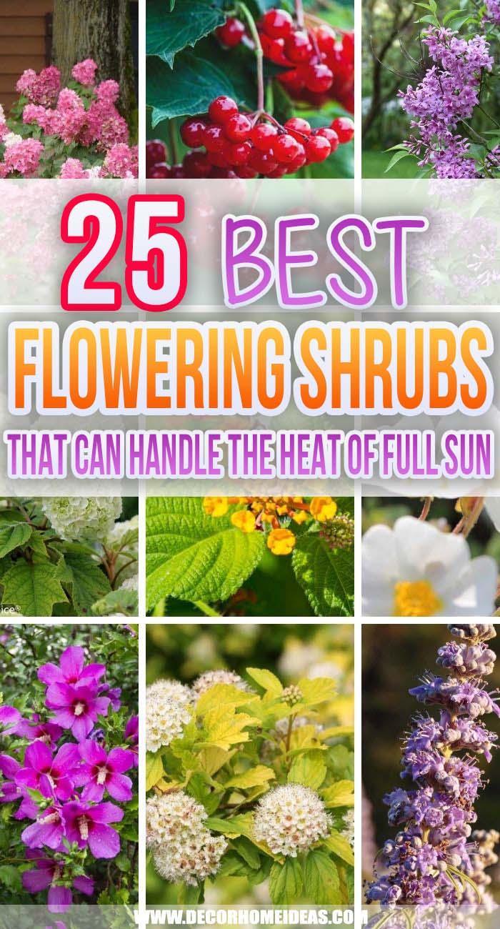 Best Flowering Shrubs For Full Sun. Are you looking for easy-growing flowering shrubs for full sun that will make your garden more beautiful and will fill those sunny spots? These are the best shrubs that thrive in the heat. #decorhomeideas