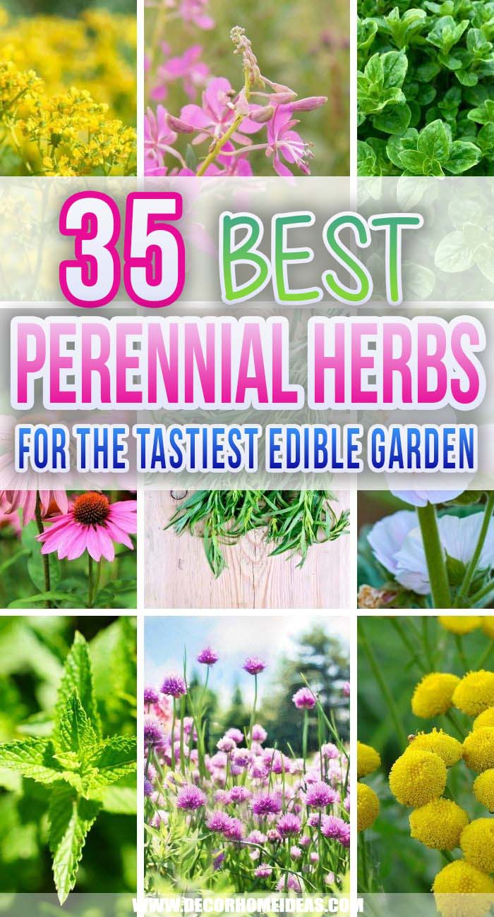 Best Perennial Herbs. Herb gardening is a fantastic gateway into gardening for those who are new to growing their own. Perennial herbs are easy to grow and would last longer. #decorhomeideas