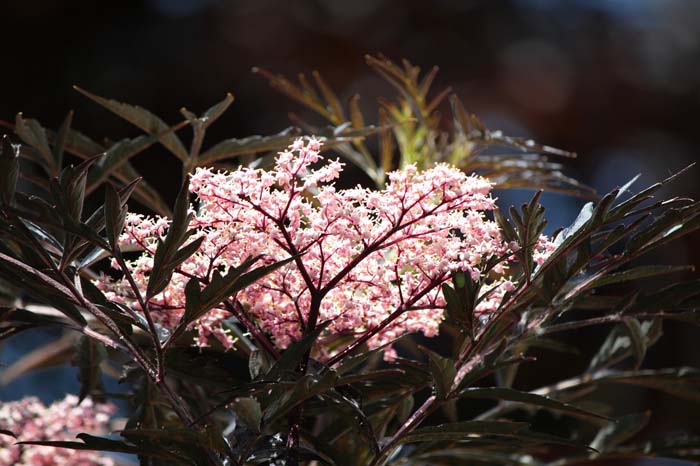 Black Lace Elderberry #floweringshrubsforfullsun #decorhomeideas