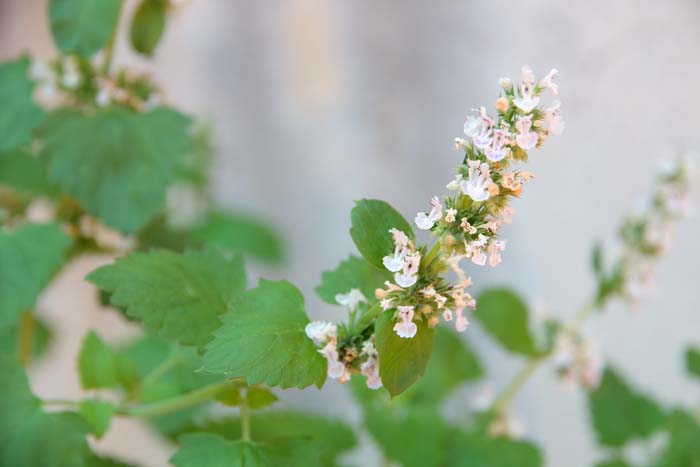 Catnip #perennialherbs #decorhomeideas