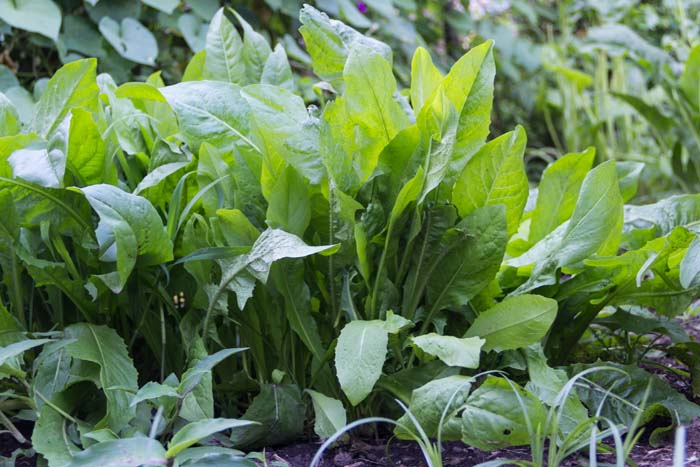 Chicory #perennialherbs #decorhomeideas