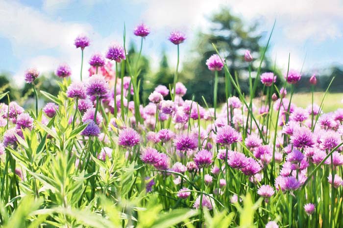 Chives #perennialherbs #decorhomeideas