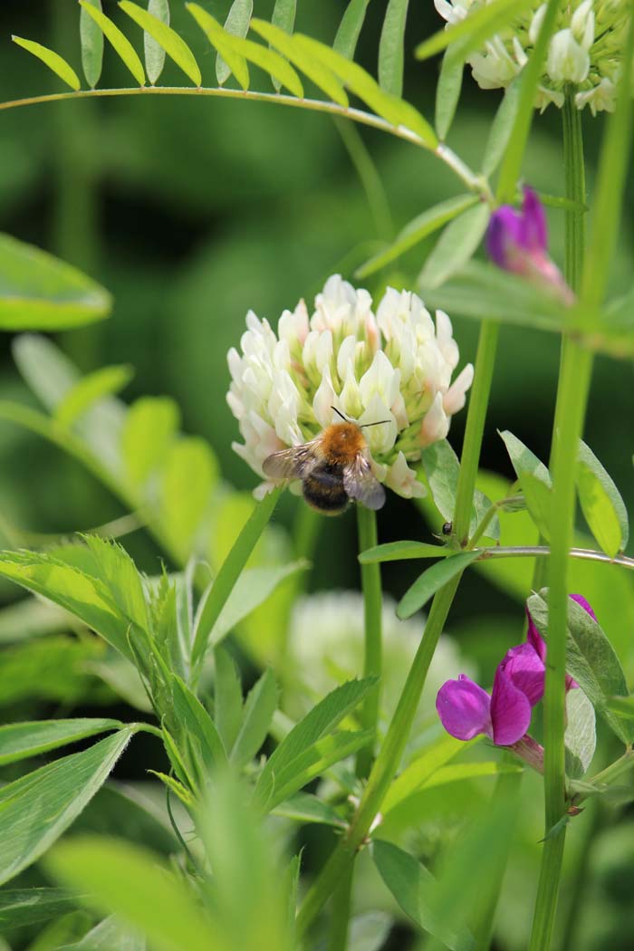 Clover #perennialherbs #decorhomeideas