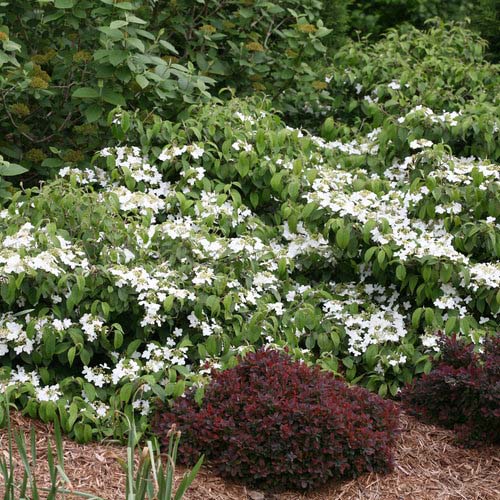 Doublefile Viburnum #floweringshrubsforfullsun #decorhomeideas