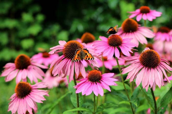 Echinacea #perennialherbs #decorhomeideas