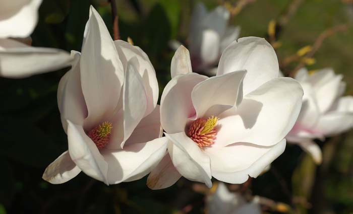 Fairy Magnolia White #floweringshrubsforfullsun #decorhomeideas