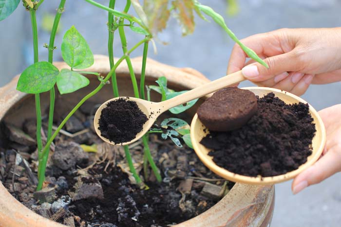 Fertilize With Coffee Grounds #decorhomeideas