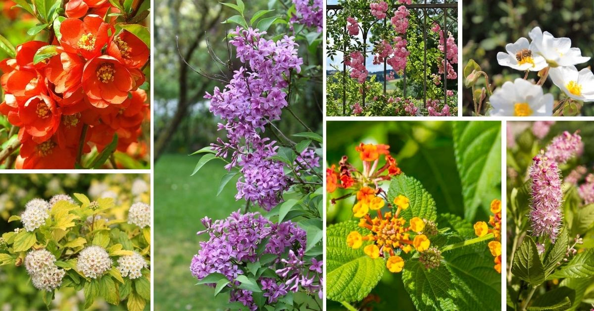 Flowering Shrubs For Full Sun