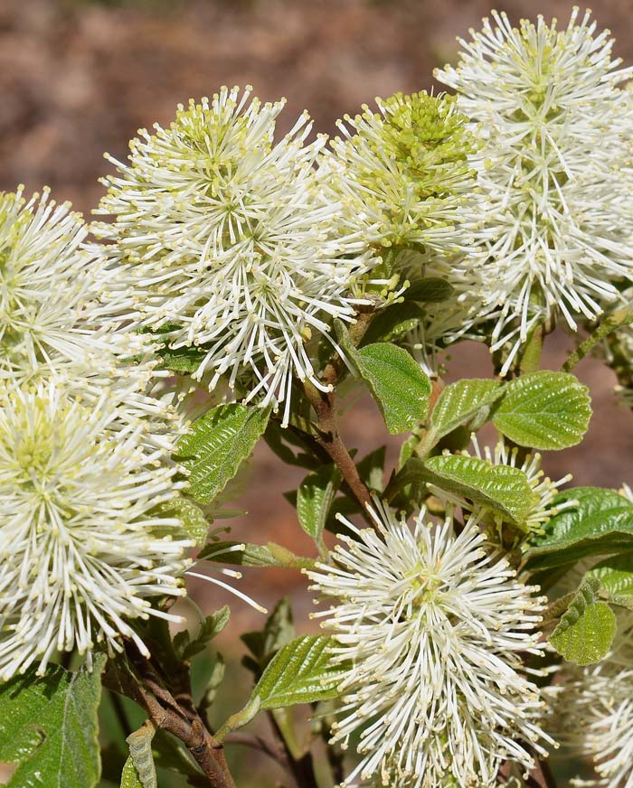 Fothergilla #floweringshrubsforfullsun #decorhomeideas