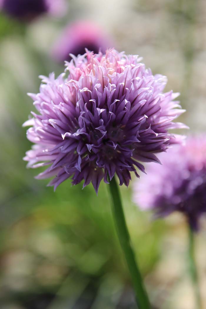 Garlic Chives #perennialherbs #decorhomeideas