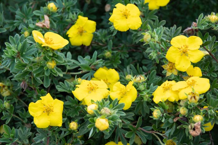 ‘Goldfinger’ Potentilla #floweringshrubsforfullsun #decorhomeideas