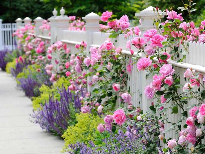 Heavenly Picket Fence #frontyardlandscapingideas #decorhomeideas