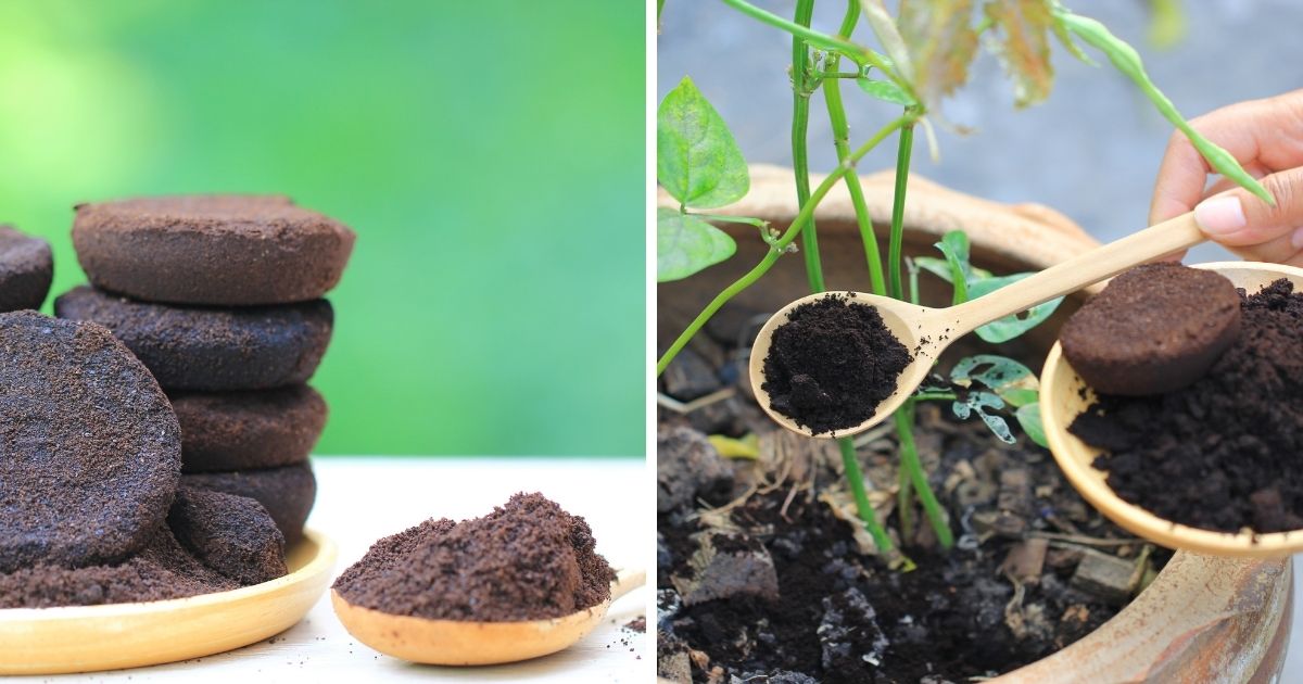 How To Use Coffee Grounds In Your Garden