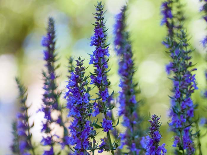 Hyssop #perennialherbs #decorhomeideas