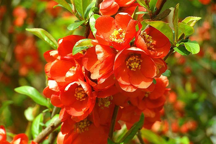 Japanese Flowering Quince Flowering Shrubs For Full Sun