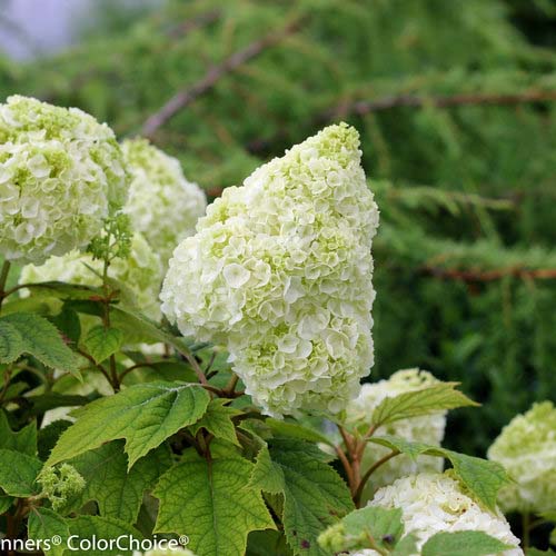 Jetstream Oakleaf Hydrangea #floweringshrubsforfullsun #decorhomeideas