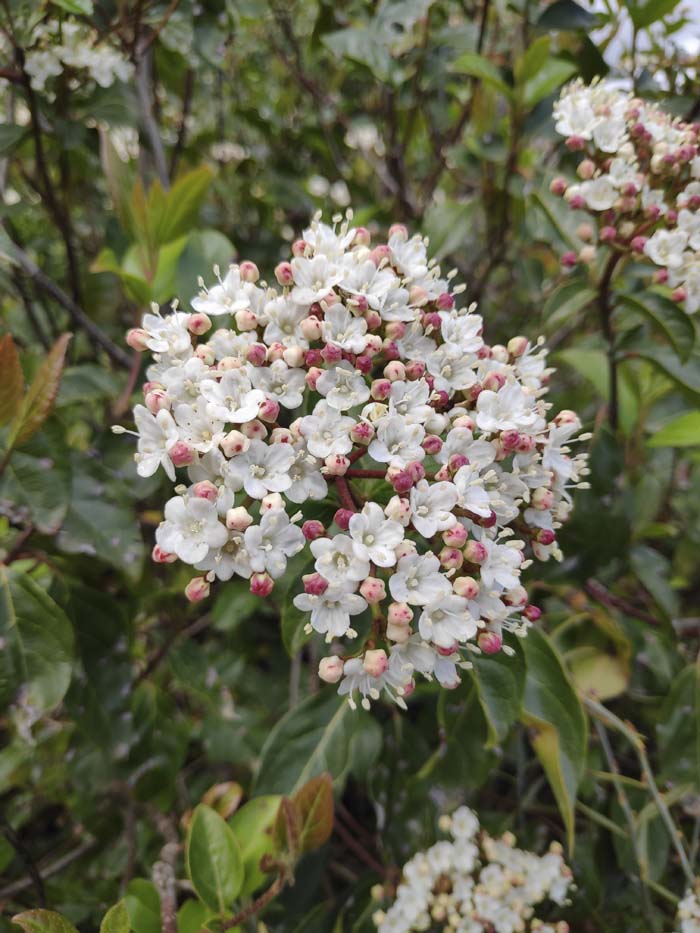 Korean Spice Viburnum #floweringshrubsforfullsun #decorhomeideas