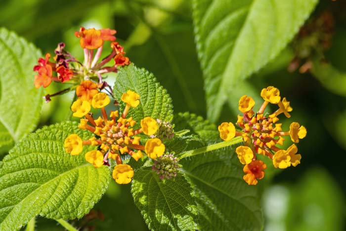 Lantana #floweringshrubsforfullsun #decorhomeideas