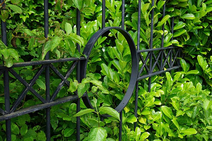Laurel Privacy Fence