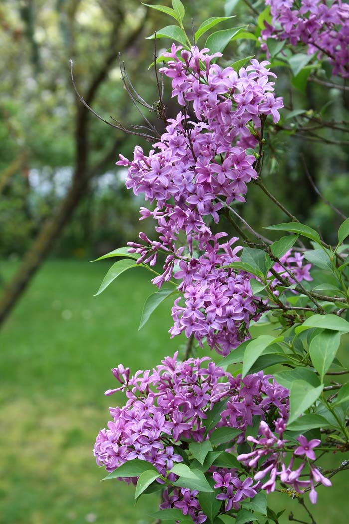 Lilac #floweringshrubsforfullsun #decorhomeideas